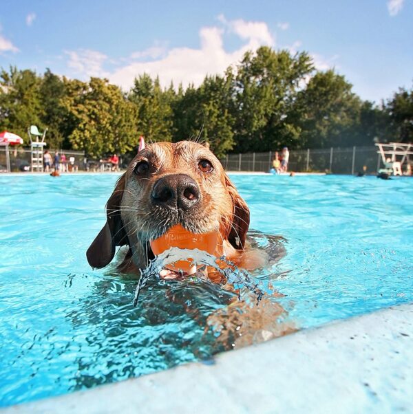 Chuckit! Hydrofreeze Dog Toy